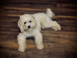 Rocky needs a new home 1.5 year old Cavachon