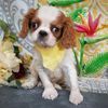 Special Cavalier King Charles puppies