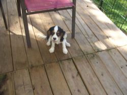 giving Cavalier King Charles Spaniel Puppies