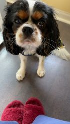 1 year old male King cavaliers Charles for sale