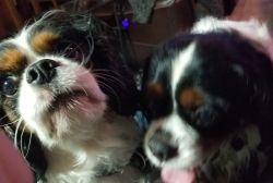 Breeding Pair of AKC Cavaliers for Sale