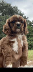Cavalier King Charles Spaniel puppies for sale