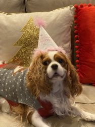 3 yr old sweet natured cav for sale (Austin, TX)