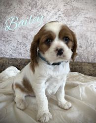 Bailey cavalier puppy