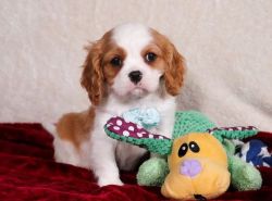Excellent Cavalier King Charles Pups