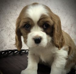 Baxter cavalier puppy