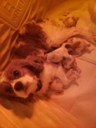 Cavalier King Charles Spaniel Puppies for sale