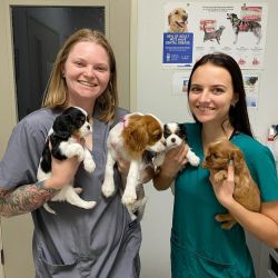 cavalier king Charles spaniel puppies for sale