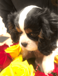 Butterfly- AKC Cavalier King Charles Spaniel