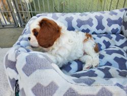 HEALTH TESTED BLENHEIM CAVALIER KING CHARLES MALE PUPPY