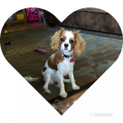 6 month old Cavalier King Charles for sale