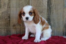 Cavalier king Charles for rehome ASAP