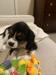 18 week puppy to give away