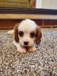 House Pet** Cavalier king Charles pup for rehoming