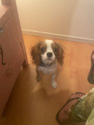 5 month old Cavalier King
