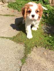 Cavalier king Charles Spaniel Puppies for sale