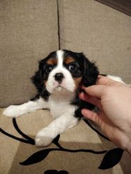 Cavalie king Charles Spaniel Puppies for Sale