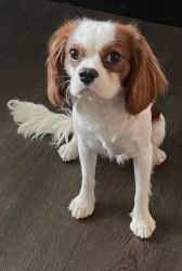11 month old Cavalier King Charles Spaniel