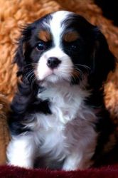 Cute Cavalier King Charles Spaniel Puppies Available