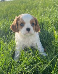 Cavalier King Charles Spaniel Puppies For Sale