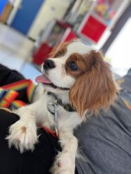 Purebred Cavalier King Charles Puppy