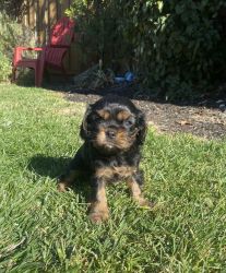 AKC CAVALIER KING CHARLES PUPPIES
