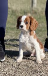 Cavalier Pups Available - Professionally Trained