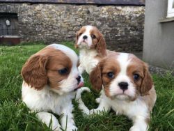 Cute Cavalier King Charles Spaniel Puppies for sale