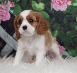 Cavalier King Charles Spaniel Pups for sale.