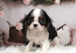 Cavalier King Charles Puppies for sale.