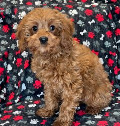 3 months old Cavapoo for sale