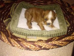 Puppy for sale male-