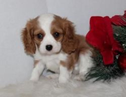 Super Cavalier King Charles Spaniel Puppies Available.