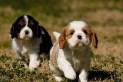 Purebred Cavalier King Charles Spaniel PUPPIES for sale