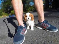registered Beautiful Cavalier King Charles Spaniel Puppies for sale