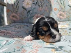 Cavalier King Charles Spaniel male tricolor