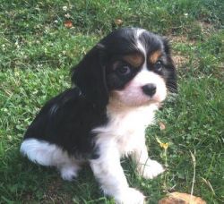 Male and Female Cavalier king Charles pups now