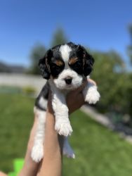 Available 7/7 Litter of 4 sweet Cavaliers