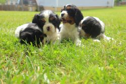 2 month old tricolor cavaliers for sale