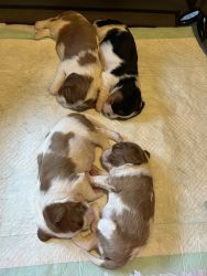 For sale registered puppies