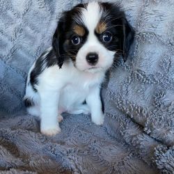 AKC Registered Cavalier King Charles Puppies