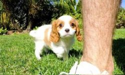 Cavalier king charles spaniel Available puppies for sale