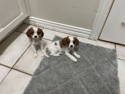 Best Companions Ever -7 Weeks Old