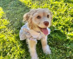 Available Puppy Cocker Spaniel