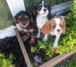 Male and female cavalier king charles for sale puppies