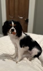 Female Cavalier Puppy for Sale