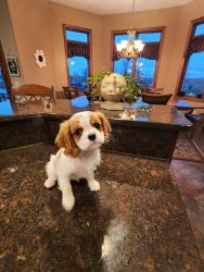 AKC registered King Charles Cavalier Puppies