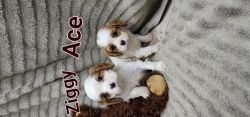 Forsale Akc Cavalier king Charles spaniel puppies