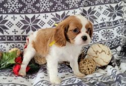 Magnificent Cavalier King Charles Spaniel puppies