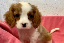 KC Cavalier King Charles Spaniel pups from Health Tested Parents